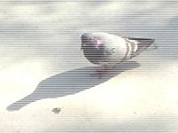 �C���[�W
